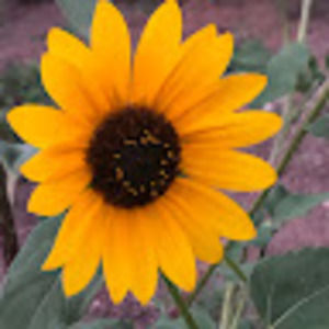 Meet your Posher, Ava